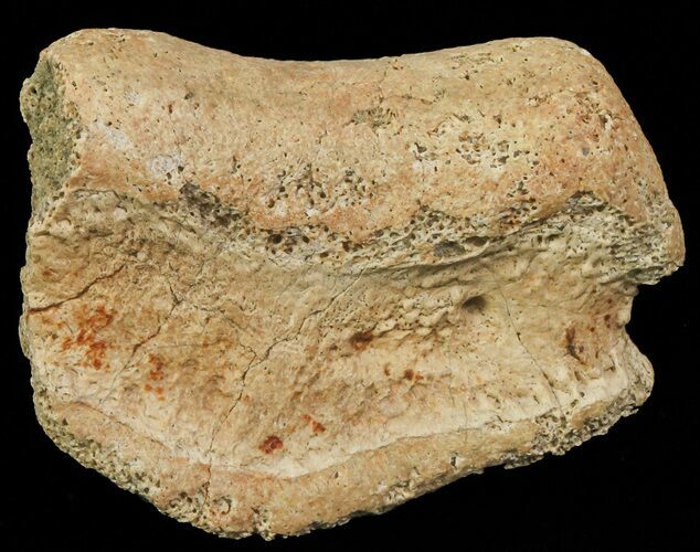 Ceratopsian Dinosaur Toe Bone - Alberta (Disposition #-) #67590